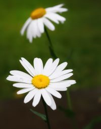 flowers flowers